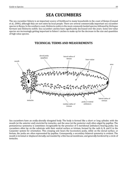 Sea Cucumbers