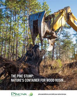 The Pine Stump: Nature's Container for Wood