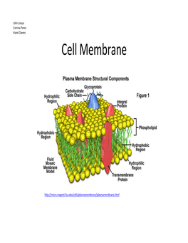 Cell Membrane