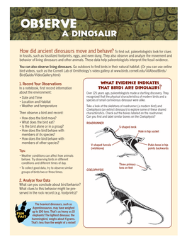 Observebserve a D Dinosaurinosaur