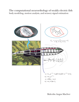 M.A. Maciver's Dissertation