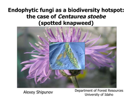 The Case of Centaurea Stoebe (Spotted Knapweed)