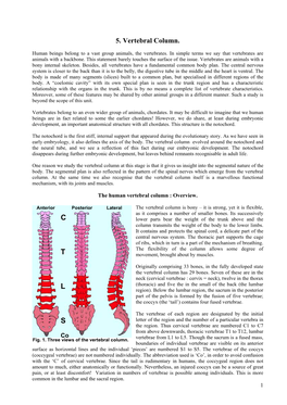 5. Vertebral Column