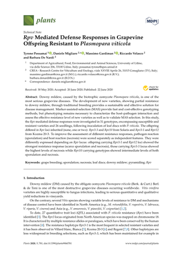 Rpv Mediated Defense Responses in Grapevine Offspring Resistant to Plasmopara Viticola