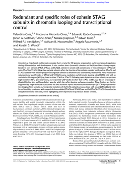 Redundant and Specific Roles of Cohesin STAG Subunits in Chromatin Looping and Transcriptional Control