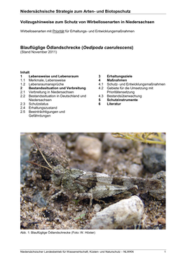 Blauflüglige Ödlandschrecke (Oedipoda Caerulescens) (Stand November 2011)