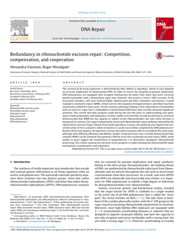 Redundancy in Ribonucleotide Excision Repair: Competition, Compensation, and Cooperation