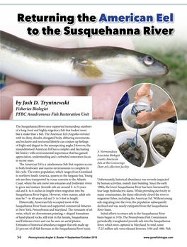 Returning the American Eel to the Susquehanna River