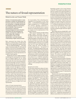 The Nature of Foveal Representation Projections from the Nasal Part of the Retinae to Reach the Ipsilateral Hemispheres