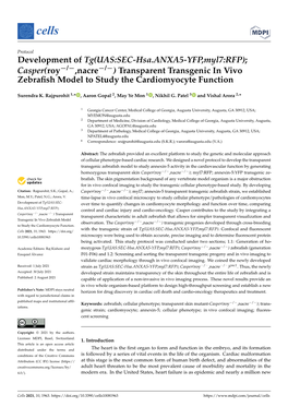 Transparent Transgenic in Vivo Zebrafish Model To