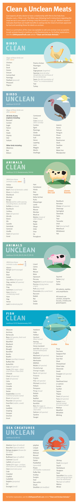 Clean &Unclean Meats