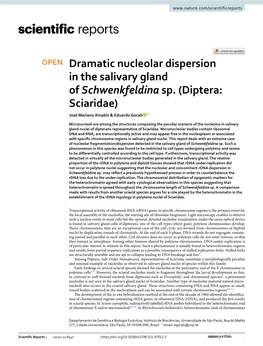 Dramatic Nucleolar Dispersion in the Salivary Gland of Schwenkfeldina Sp