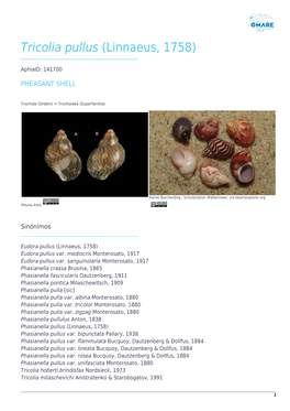 Tricolia Pullus (Linnaeus, 1758)