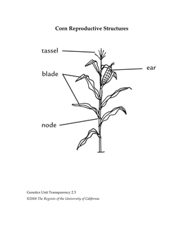 Corn Reproductive Structures