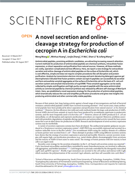 A Novel Secretion and Online-Cleavage Strategy for Production of Cecropin a in Escherichia Coli