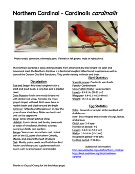 Northern Cardinal - Cardinalis Cardinalis