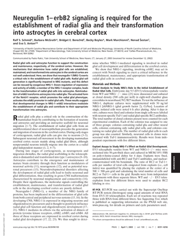 Neuregulin 1–Erbb2 Signaling Is Required for the Establishment of Radial Glia and Their Transformation Into Astrocytes in Cerebral Cortex