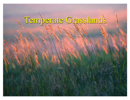Temperate Grasslandsgrasslands Temperate Grasslands
