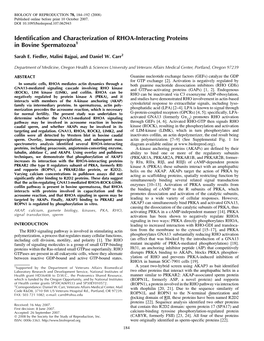 Identification and Characterization of RHOA-Interacting Proteins in Bovine Spermatozoa1