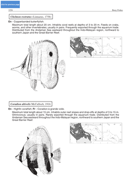 Chelmon Rostratus (Linnaeus, 1758) Coradion Altivelis Mcculloch, 1916