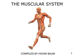 The Muscular System