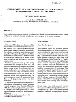 Colonization of a Parthenogenetic Mayfly (Caenidae: Ephemeroptera) from Central Africa