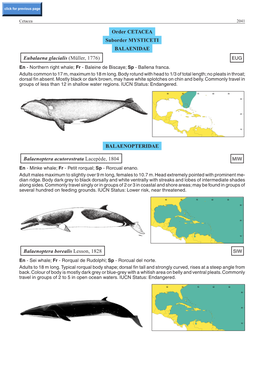 Order CETACEA Suborder MYSTICETI BALAENIDAE Eubalaena Glacialis (Müller, 1776) EUG En - Northern Right Whale; Fr - Baleine De Biscaye; Sp - Ballena Franca