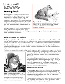 Tree Squirrels