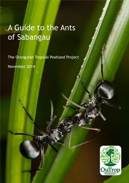 A Guide to the Ants of Sabangau