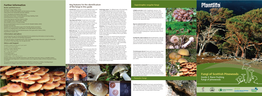 Key Features for the Identification of the Fungi in This Guide