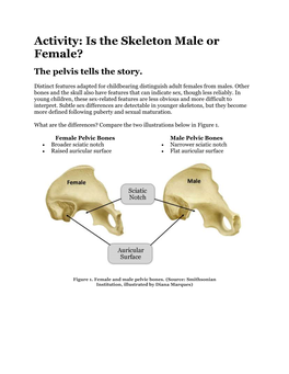 Is the Skeleton Male Or Female? the Pelvis Tells the Story