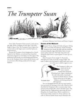 Free Download! the Trumpeter Swan