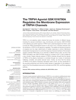 The TRPV4 Agonist GSK1016790A Regulates the Membrane Expression of TRPV4 Channels