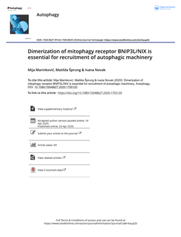 Dimerization of Mitophagy Receptor BNIP3L/NIX Is Essential for Recruitment of Autophagic Machinery