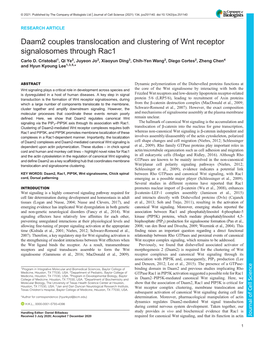 Daam2 Couples Translocation and Clustering of Wnt Receptor Signalosomes Through Rac1 Carlo D