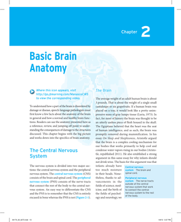 Basic Brain Anatomy