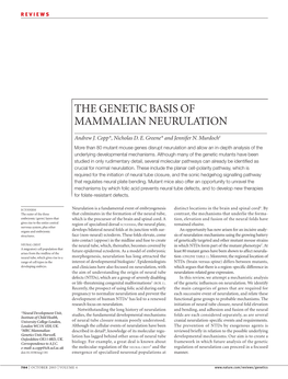 The Genetic Basis of Mammalian Neurulation
