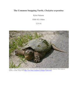 The Common Snapping Turtle, Chelydra Serpentina