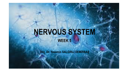 Nervous System Week 5