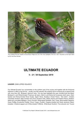 Ultimate Ecuador Tour Report 2019