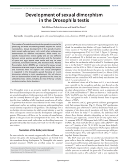 Development of Sexual Dimorphism in the Drosophila Testis