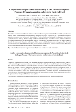 Comparative Analysis of the Leaf Anatomy in Two Parodiolyra Species