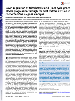 Down-Regulation of Tricarboxylic Acid (TCA) Cycle Genes Blocks Progression Through the First Mitotic Division in Caenorhabditis Elegans Embryos