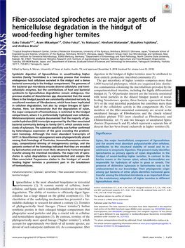 Fiber-Associated Spirochetes Are Major Agents of Hemicellulose Degradation in the Hindgut of Wood-Feeding Higher Termites