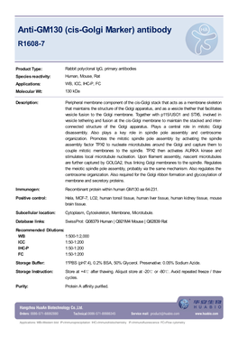 Anti-GM130 (Cis-Golgi Marker) Antibody R1608-7