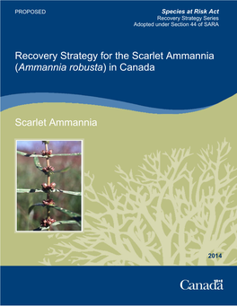 Scarlet Ammannia (Ammannia Robusta) in Canada