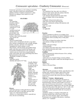 Cotoneaster Apiculatus