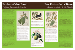 Fruits of the Land 120X80