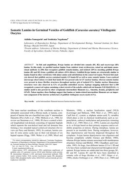 Vitellogenic Oocytes