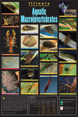 Hundreds of Species of Aquatic Macroinvertebrates Live in Illinois In
